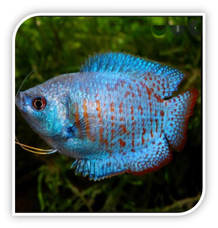 Neon Dwarf Gourami