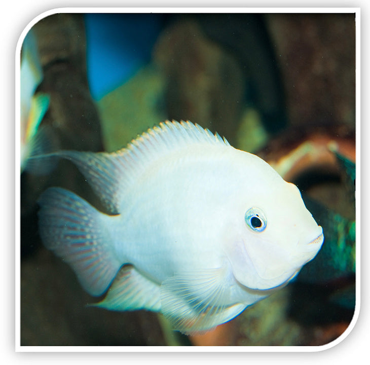 Platinum Parrot Cichlid