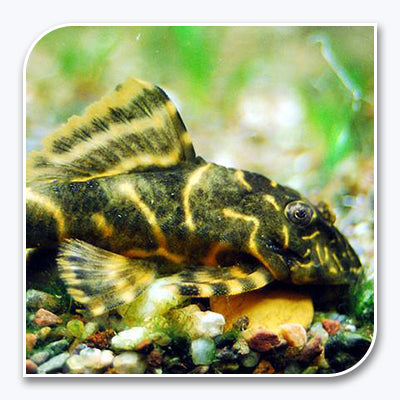 Plecostomus