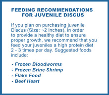 Discus | Blue Diamond Discus