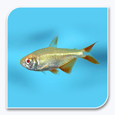 Albino Buenos Aires Tetra