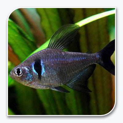 Black Phantom Tetra