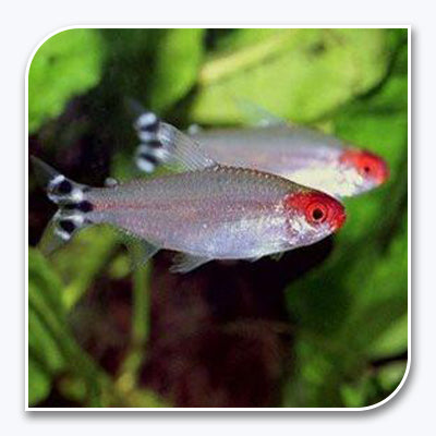 Rummy Nose Tetra