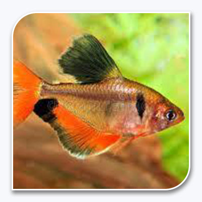 Serpae High-Fin Tetra
