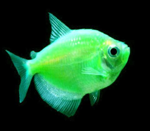 Electric Green Glofish Tetra - Buy Quality Freshwater Fish Here!