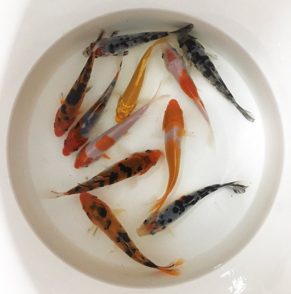 Koi fish fry for sale new arrivals