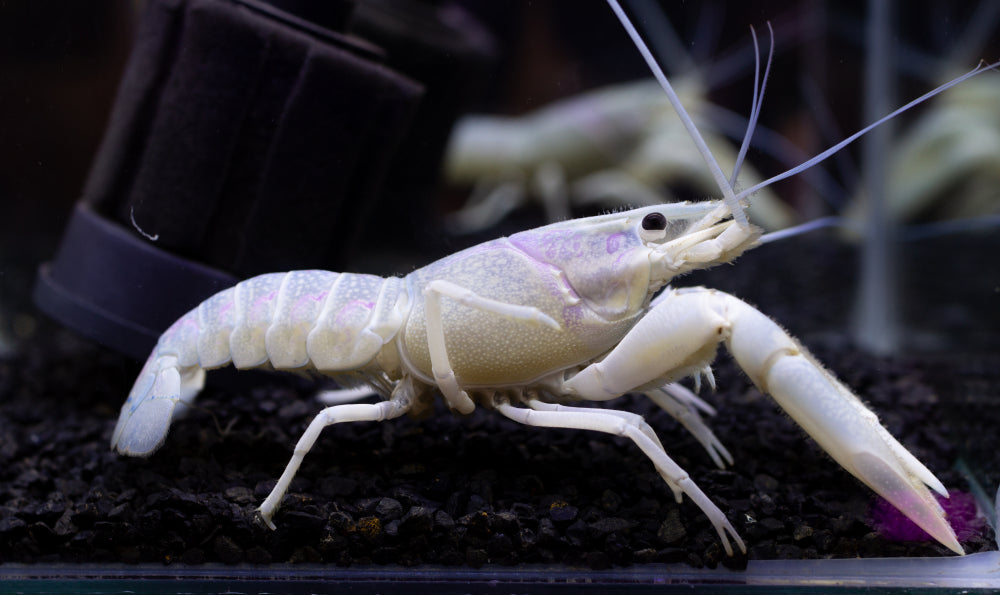 White Lobster - Buy Invertebrates Online Today