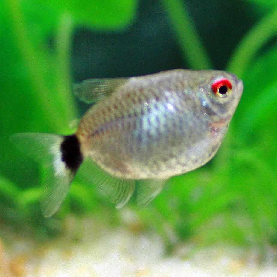 Balloon Red Eye Tetra