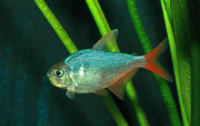 Tetra | Red And Blue Colombian Tetra