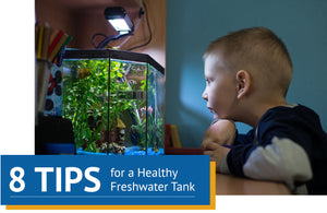 8 Tips for a Healthy Freshwater Tank