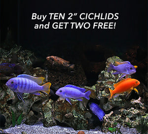 We Just Added Another Special Bundled Offer For May...2 FREE CICHLIDS!