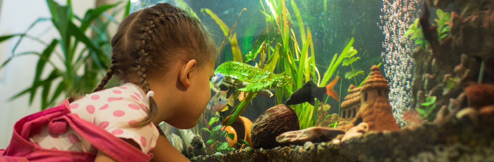 Discover easy freshwater fish to start with this back-to-school season