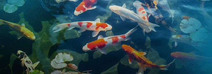 Spring Guide to Outdoor Ponds: Koi, Goldfish, and Pond Care Tips