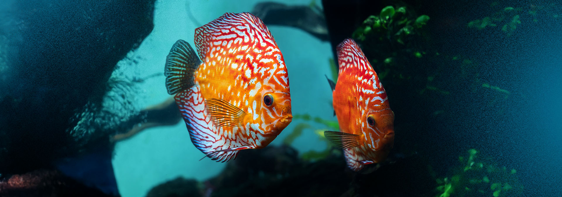 How Many Fish Can You Put In A Tank At Once?