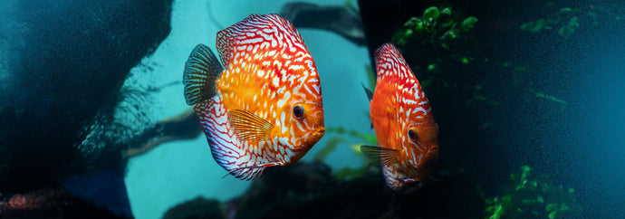 How Many Fish Can You Put In A Tank At Once?