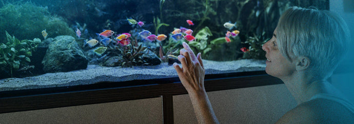 How to Increase Water Circulation in Your Aquarium