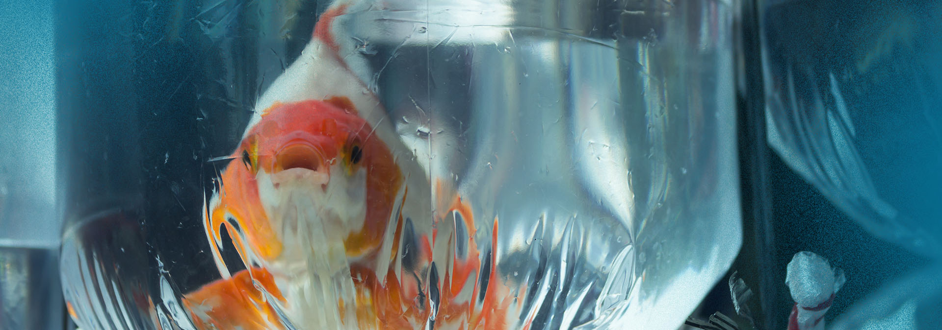 How Our Careful Packaging Process Ensures Safe Fish Delivery
