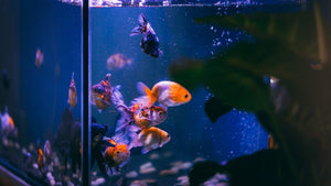 Beginner's Guide: Setting Up Your First Aquarium | iFish Store