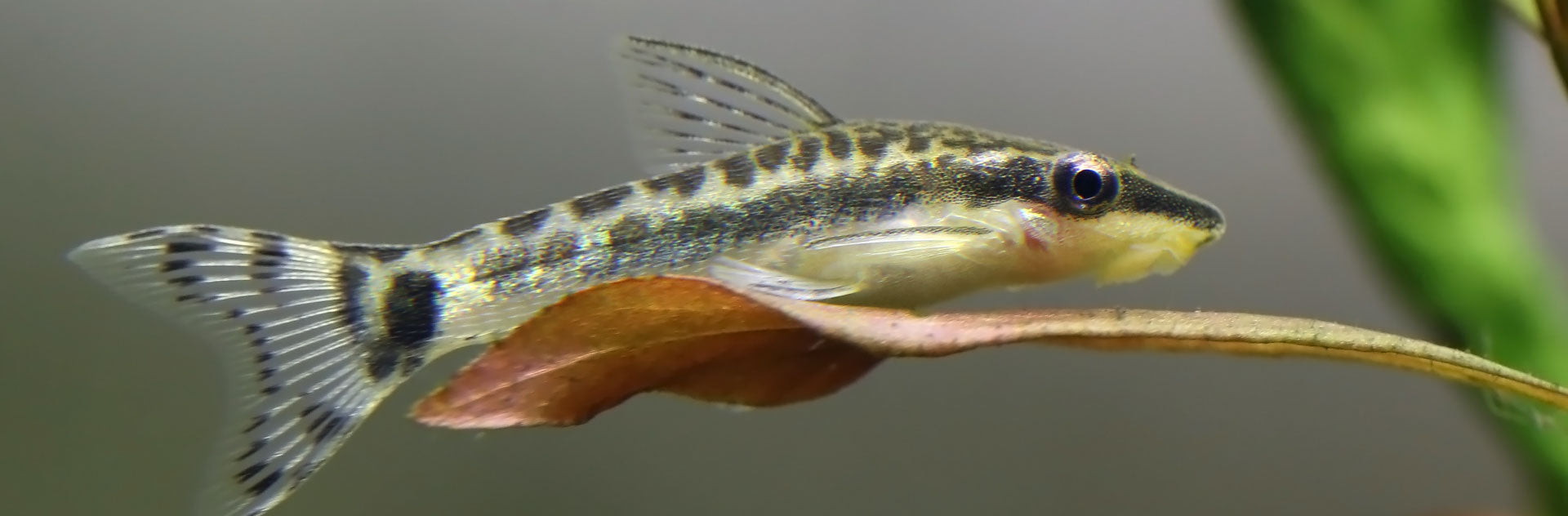 Best Algae Eaters for Freshwater Tanks: What They Eat