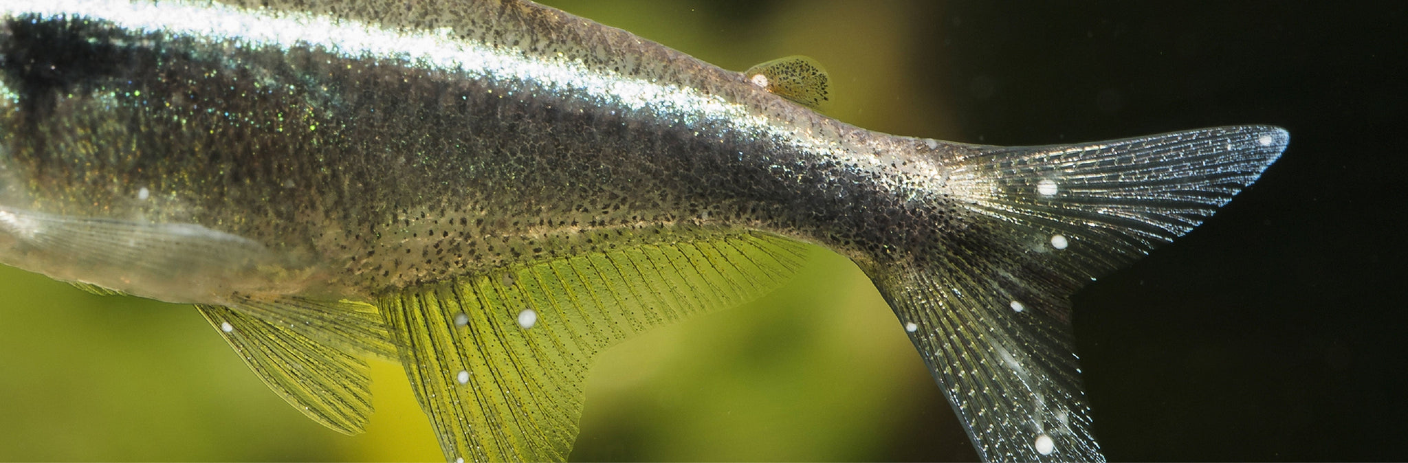 Common Freshwater Fish Diseases: Symptoms, Prevention & When to Treat