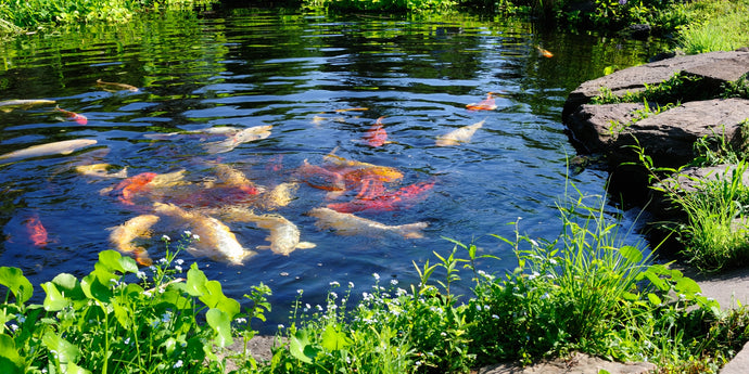 Pond Fish Feeding Tips: How to Keep Your Fish Happy and Healthy