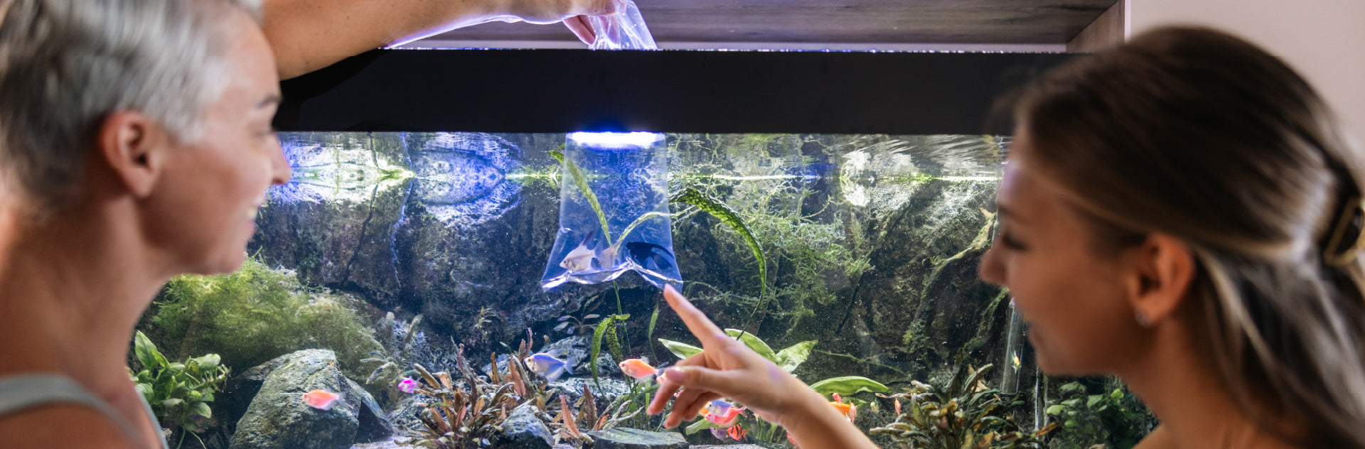 Aquarium Fish: How to Choose the Right Fish for Your Aquarium