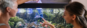 Aquarium Fish: How to Choose the Right Fish for Your Aquarium