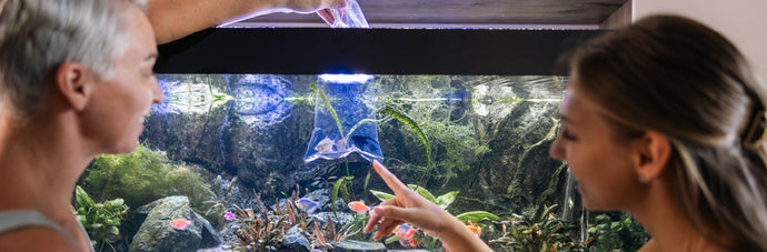 Aquarium Fish: How to Choose the Right Fish for Your Aquarium