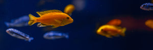 Freshwater Aquarium Fish: 15 Hardy Choices + First 48 Hours