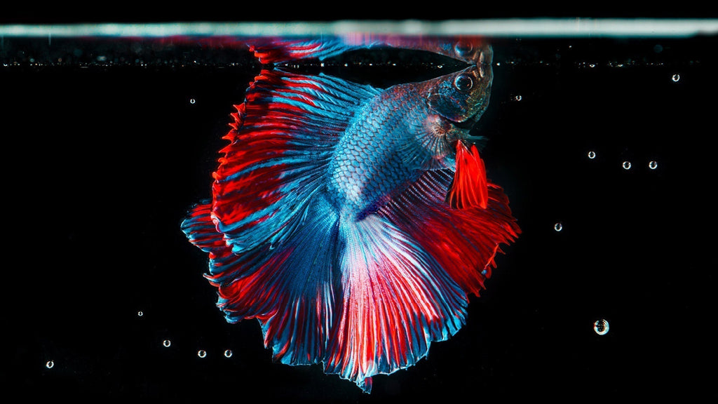 Guide to Feeding Your Aquarium Fish | The iFish Store – The iFISH Store
