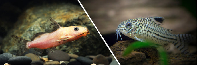 Golden vs. Leopard Catfish: Differences, Size, and Care