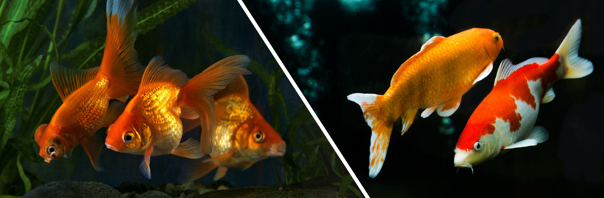 Goldfish vs Koi: Pond Setup, Feeding & Filtration Basics