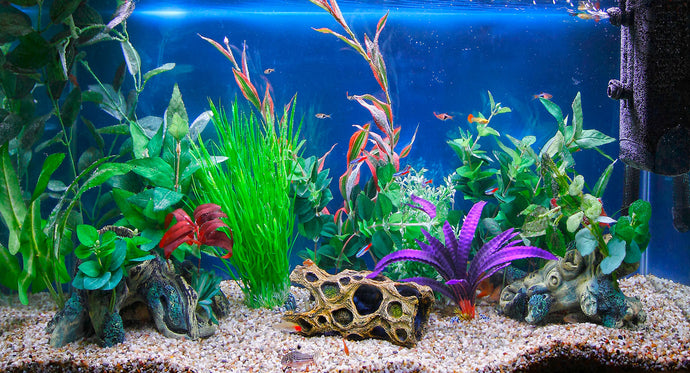 Everything You Need for a New Aquarium