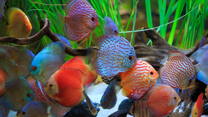 Understanding the Growth and Development Stages of Discus Fish