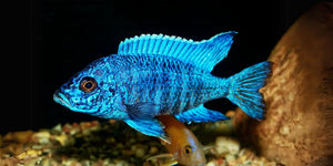 A Beginner’s Guide to African Cichlids
