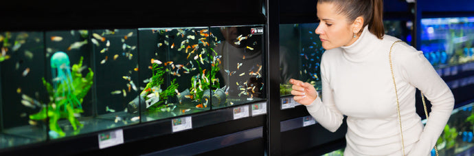 Places that Sell Fish Near Me: How to Choose the Best Shop