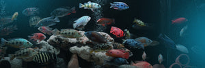 Aquarium Fish Must Haves For All Aquarists