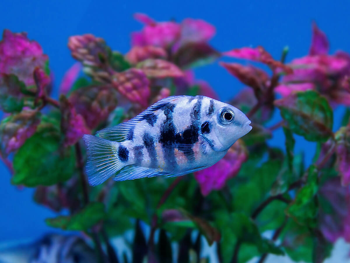 Top 10 Aquarium Fish for Beginners