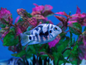 Top 10 Aquarium Fish for Beginners