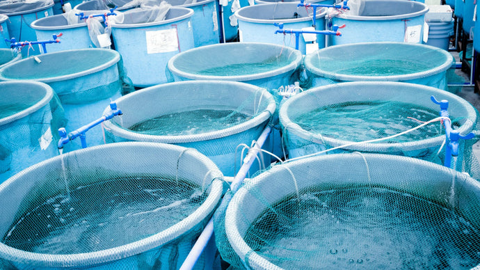 Successful Aquaculture for New Fishkeepers