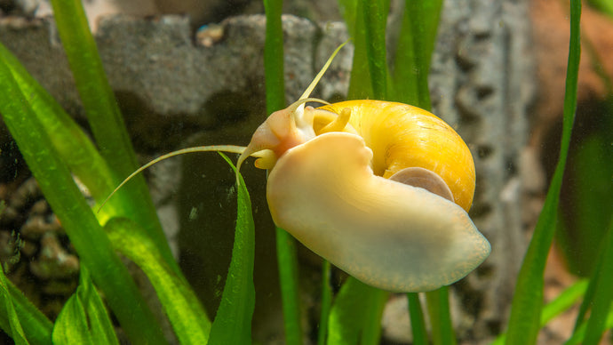 4 Helpful Snails for Your Next Freshwater Aquarium