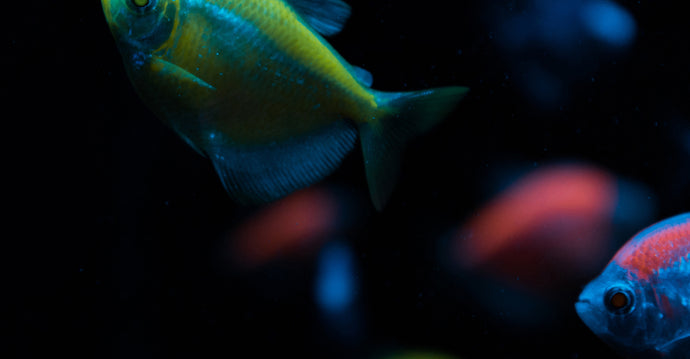 4 Tips for Healthy Freshwater Fish Tanks