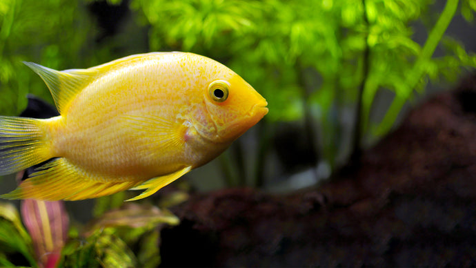 Choosing Your Freshwater Tank Accessories