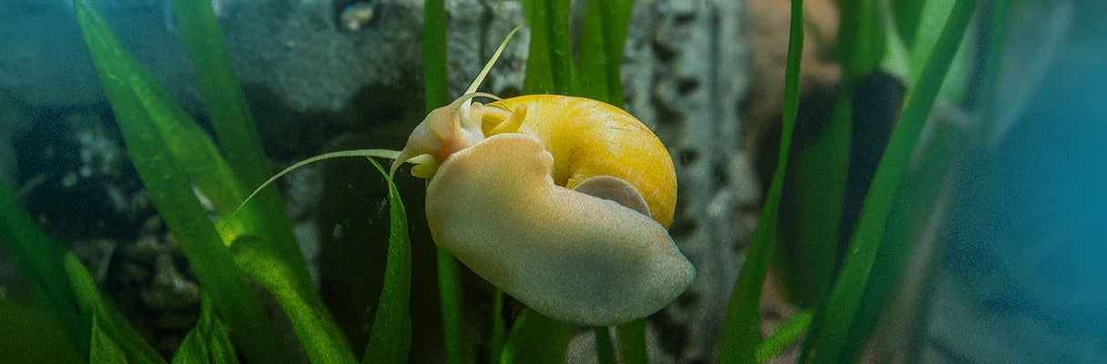 4 Helpful Snails for Your Next Freshwater Aquarium
