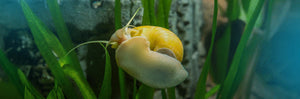 4 Helpful Snails for Your Next Freshwater Aquarium