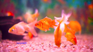 The Psychology Underwater: How Aquarium Fish Can  Affect Your Mood