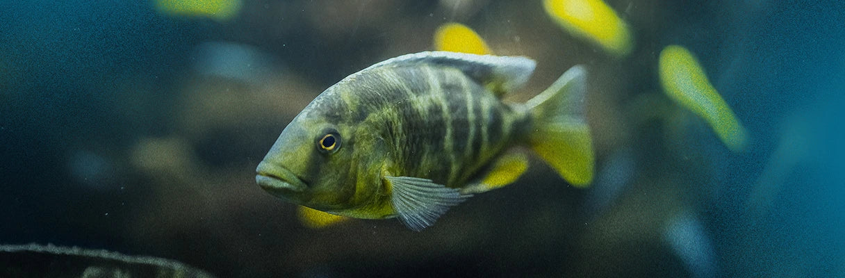 A Beginner’s Guide to African Cichlids