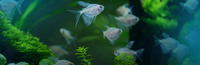 Freshwater Aquarium Maintenance 101: Keeping Your Tank Clean and Healthy