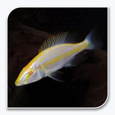 » African Cichlid | Albino Compressiceps Cichlid (100% off)