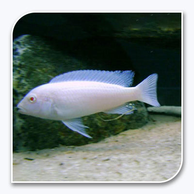 » African Cichlid | Albino Socolofi Cichlid (100% off)